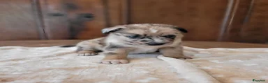 Kruising 2
