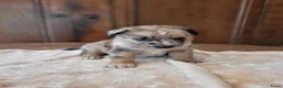 Kruising honden te koop: Mix Mechelse Herder X Australian Shepherd Puppy's  - Advertentie 11