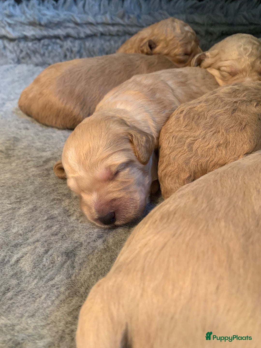 Kruising honden te koop: Goldendoodle Medium Pups Geboren - Advertentie 14