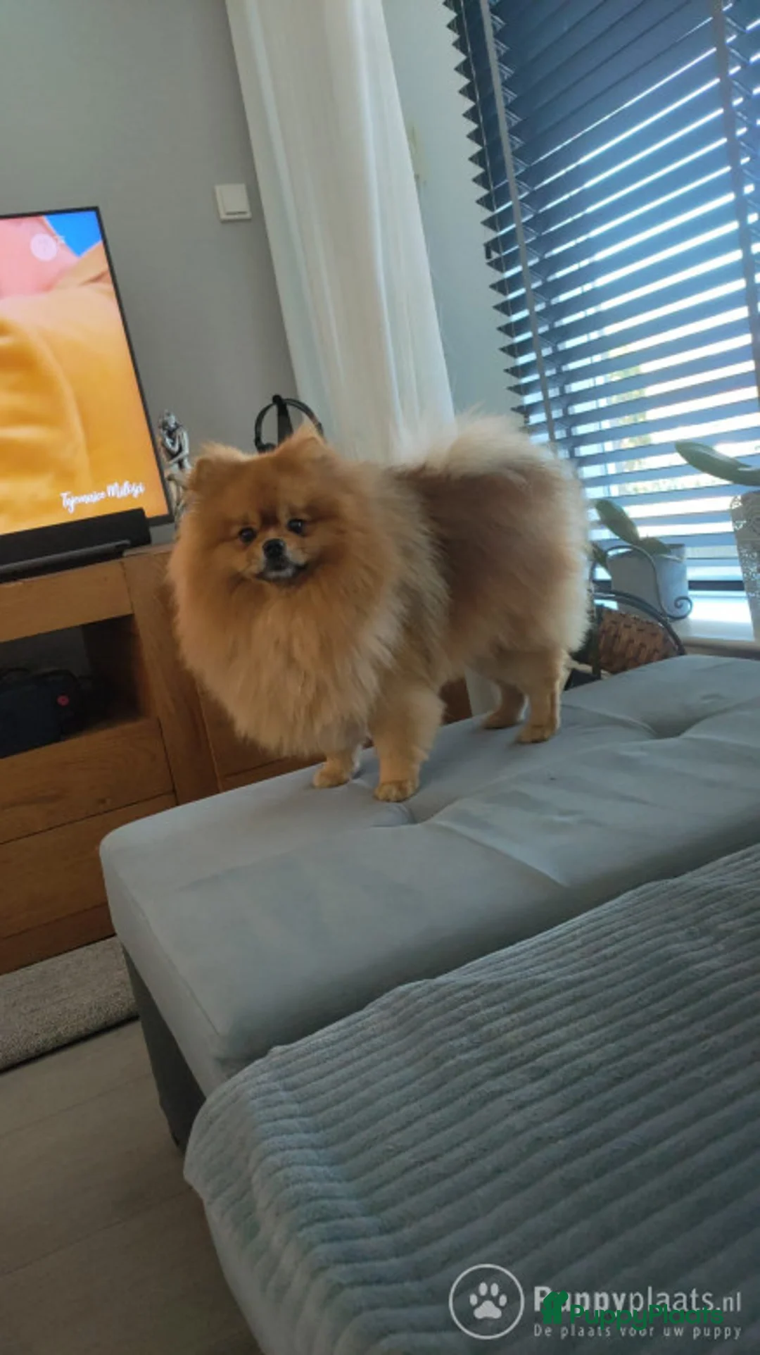 Kruising honden ter dekking: Pomeranian dekreu in Harderwijk - Advertentie 4