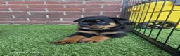 Rottweiler honden te koop: 8 Rottweiler pups. - Advertentie 14
