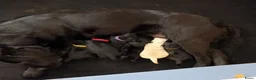 Labrador Retriever honden te koop: Hallo Labrador liefhebber  in Berkhout - Advertentie 8