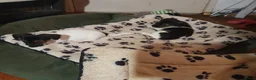 Jack Russel Terriër honden te koop: Nog 3"bandietjes" zoeken gezellig huis. Laagbenig  - Advertentie 3