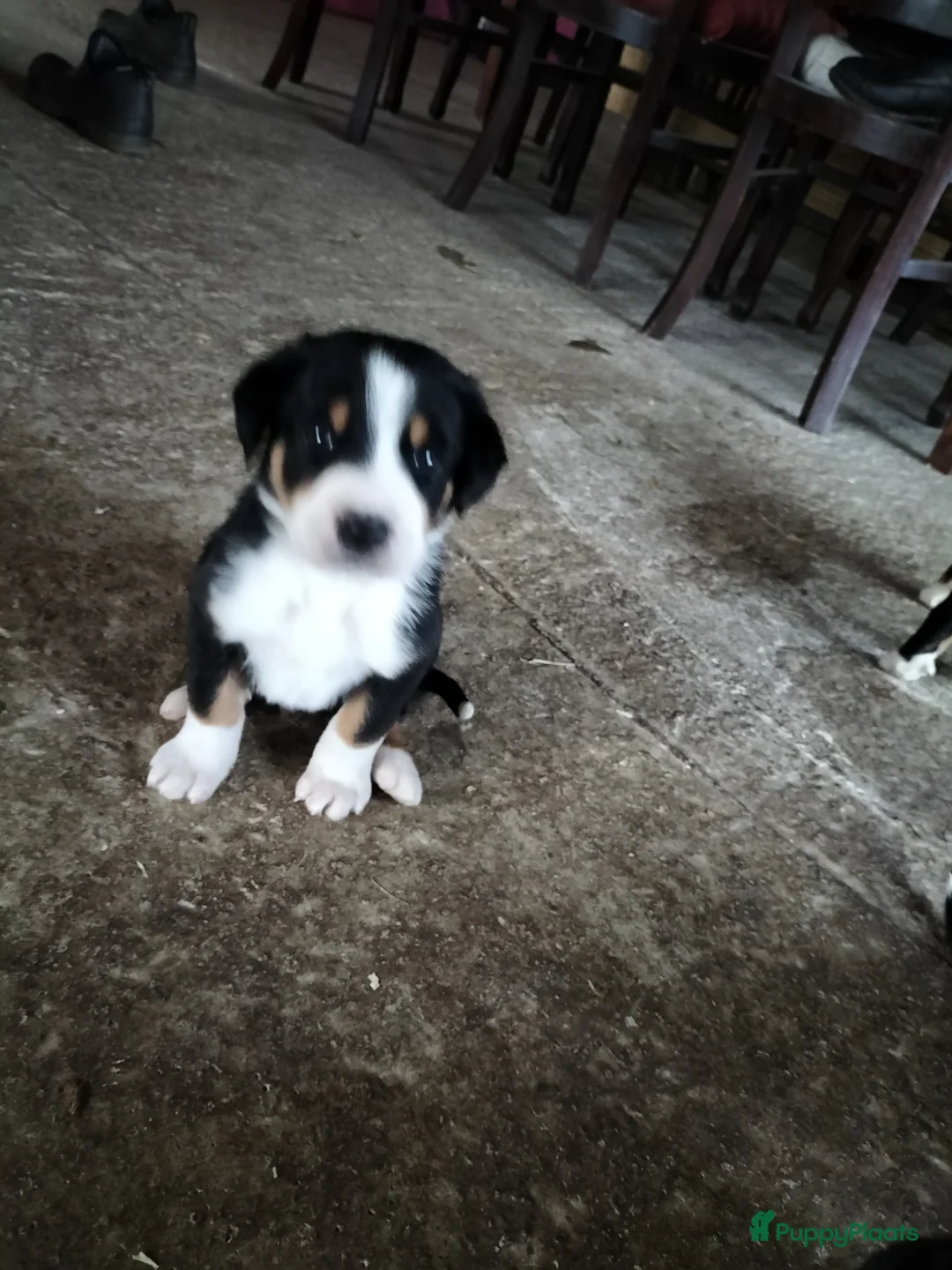 Grote Zwitserse Sennenhond honden te koop: Super leuke grote Zwitserse Sennen pups - Advertentie 11