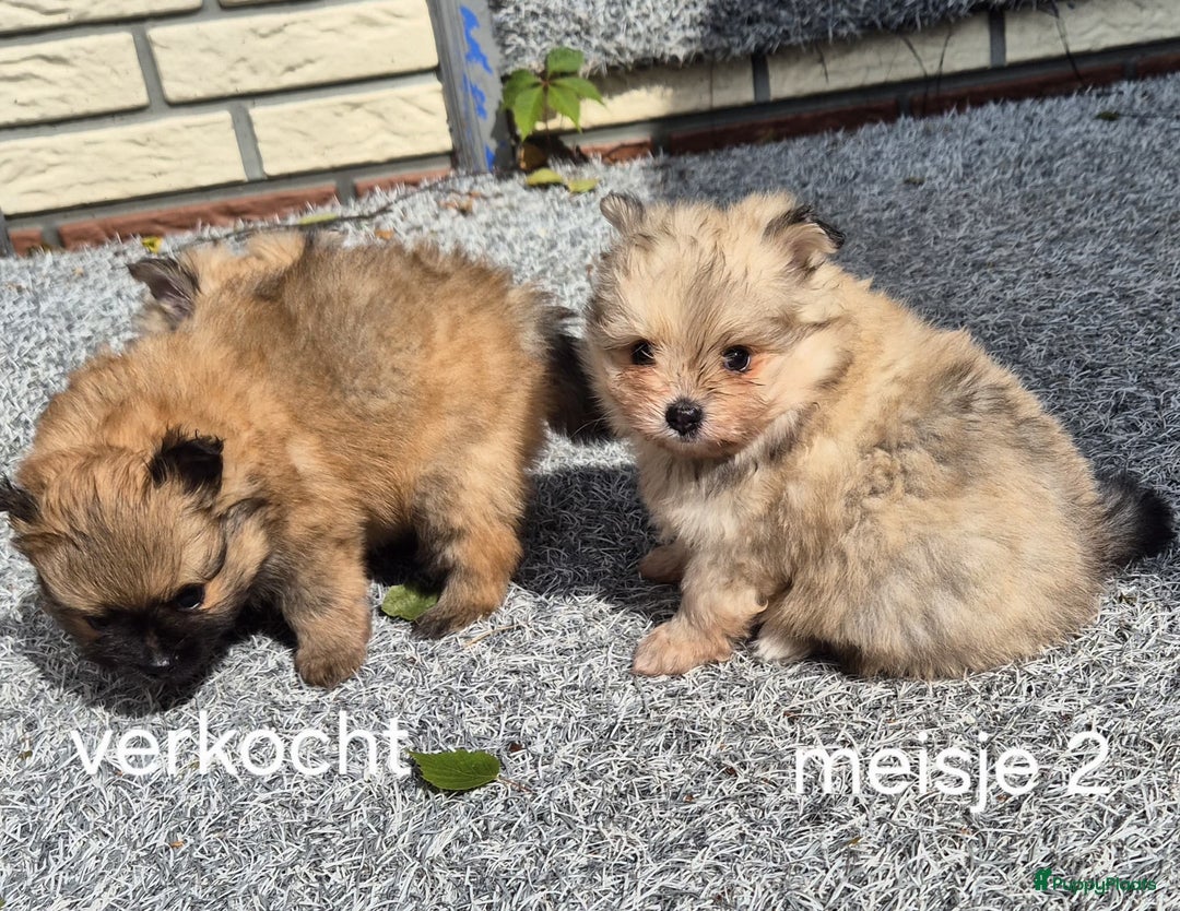 Pomeriaan honden te koop: Pomeriaan Pups - Afbeelding 2