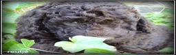 Labradoodle honden te koop: Labradoodle mini +/- 40 cm chocolade bruin - Advertentie 10