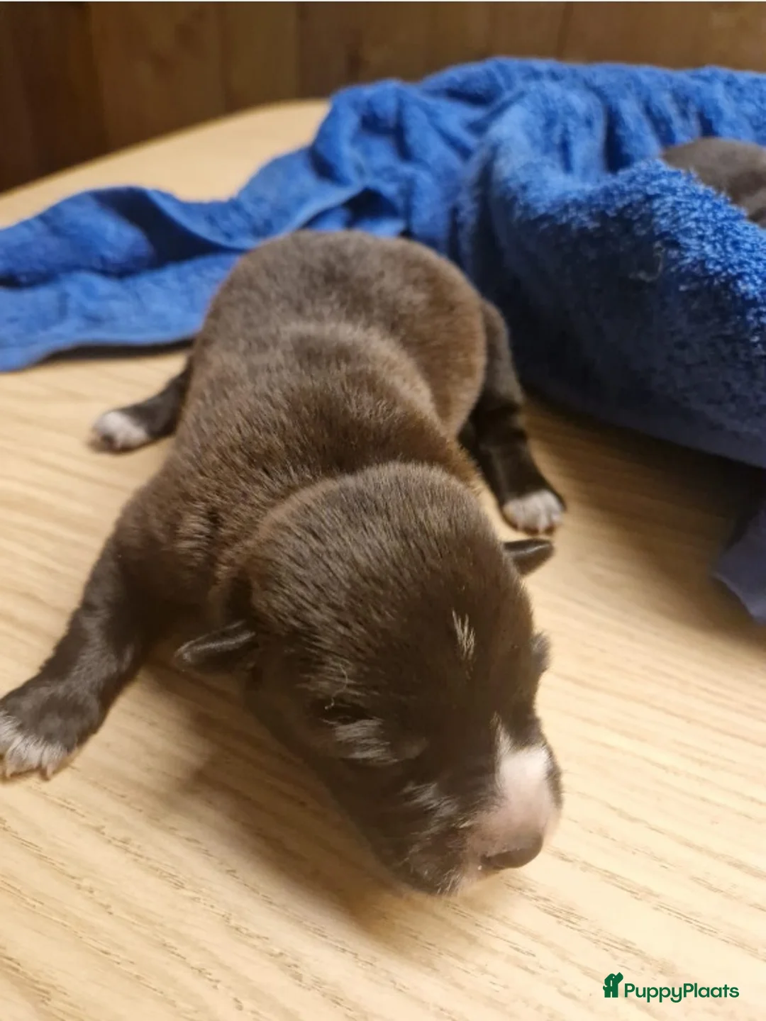 Kruising honden te koop: Hollandse Herder x Mechelaar - Cattle Dog Pup - Advertentie 19