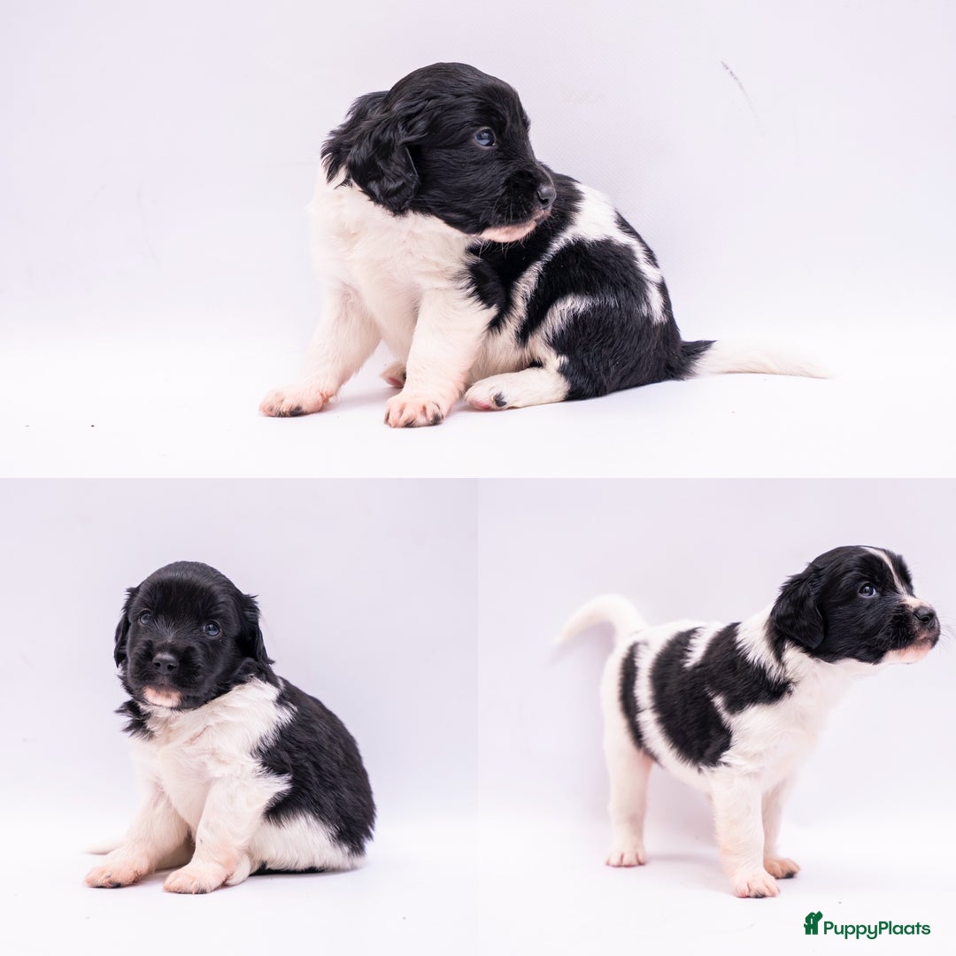 Friese Stabij honden te koop: Friese stabij pups - Advertentie 7