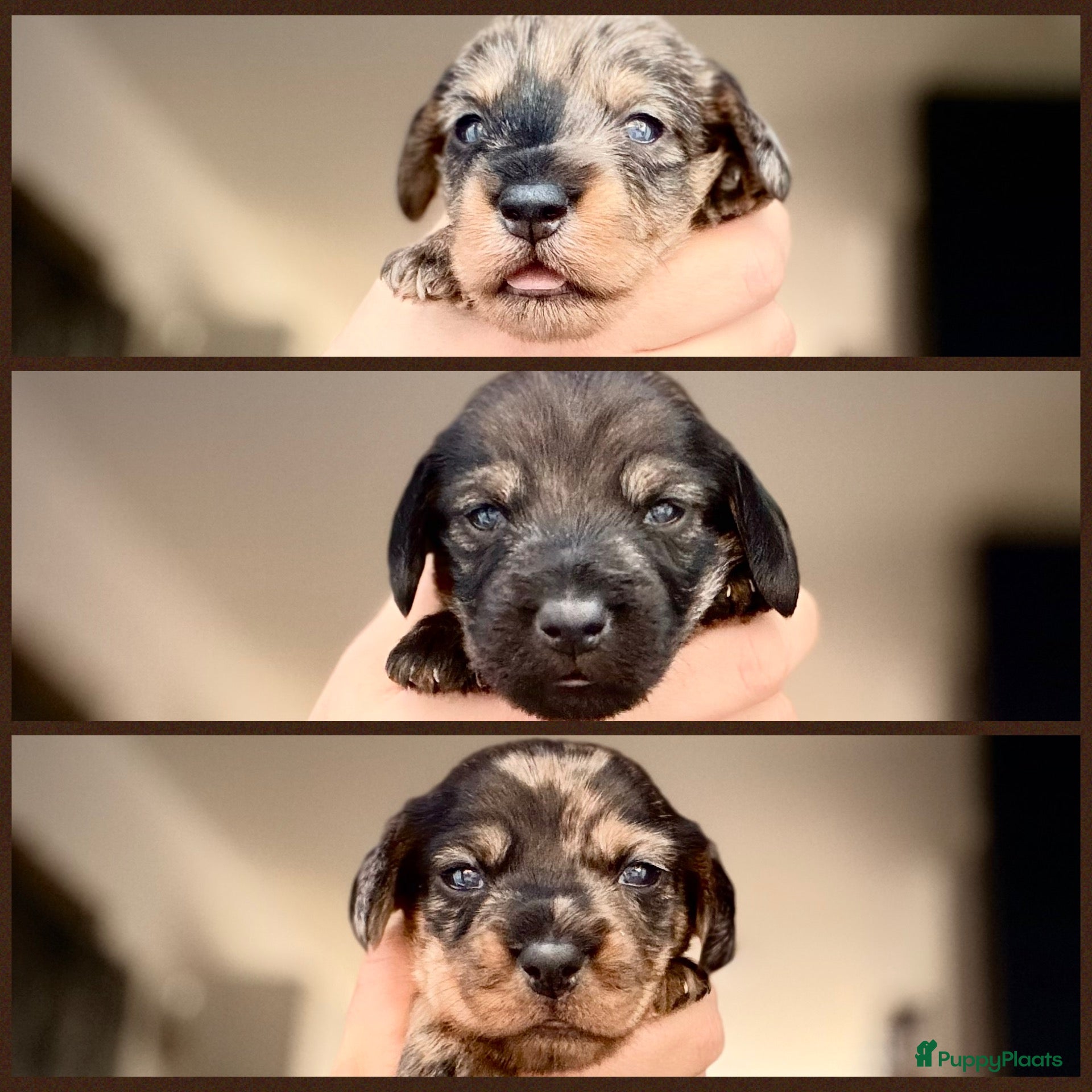 Ruwhaar Teckel honden Unieke kaninchen/dwerg teckel pups - Advertentie 2