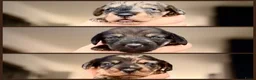 Ruwhaar Teckel honden te koop: Unieke kaninchen/dwerg teckel pups - Advertentie 1