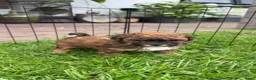 Kruising honden te koop: Schattige Sociale maltipoo x boomer puppies  in Damwâld - Advertentie 20