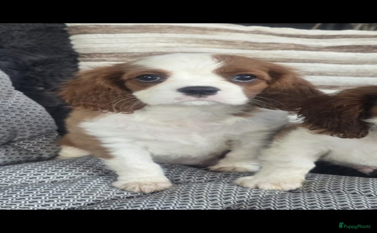 Cavalier King Charles Spaniel honden - Advertentie 2