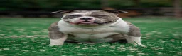 Amerikaanse Bully honden ter dekking: American Bully XL dekreu  - Advertentie 16
