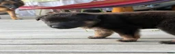Kruising honden te koop: Gerberian shepsky’s pups - Advertentie 19