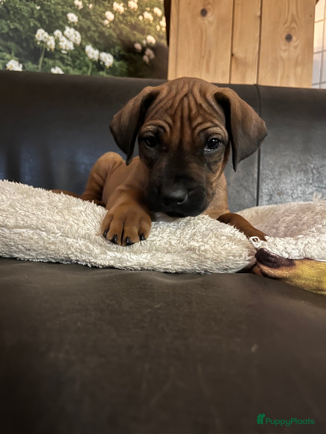 Rhodesian Ridgeback honden te koop: Rhodesian Ridgeback pups met stamboom - Advertentie 7