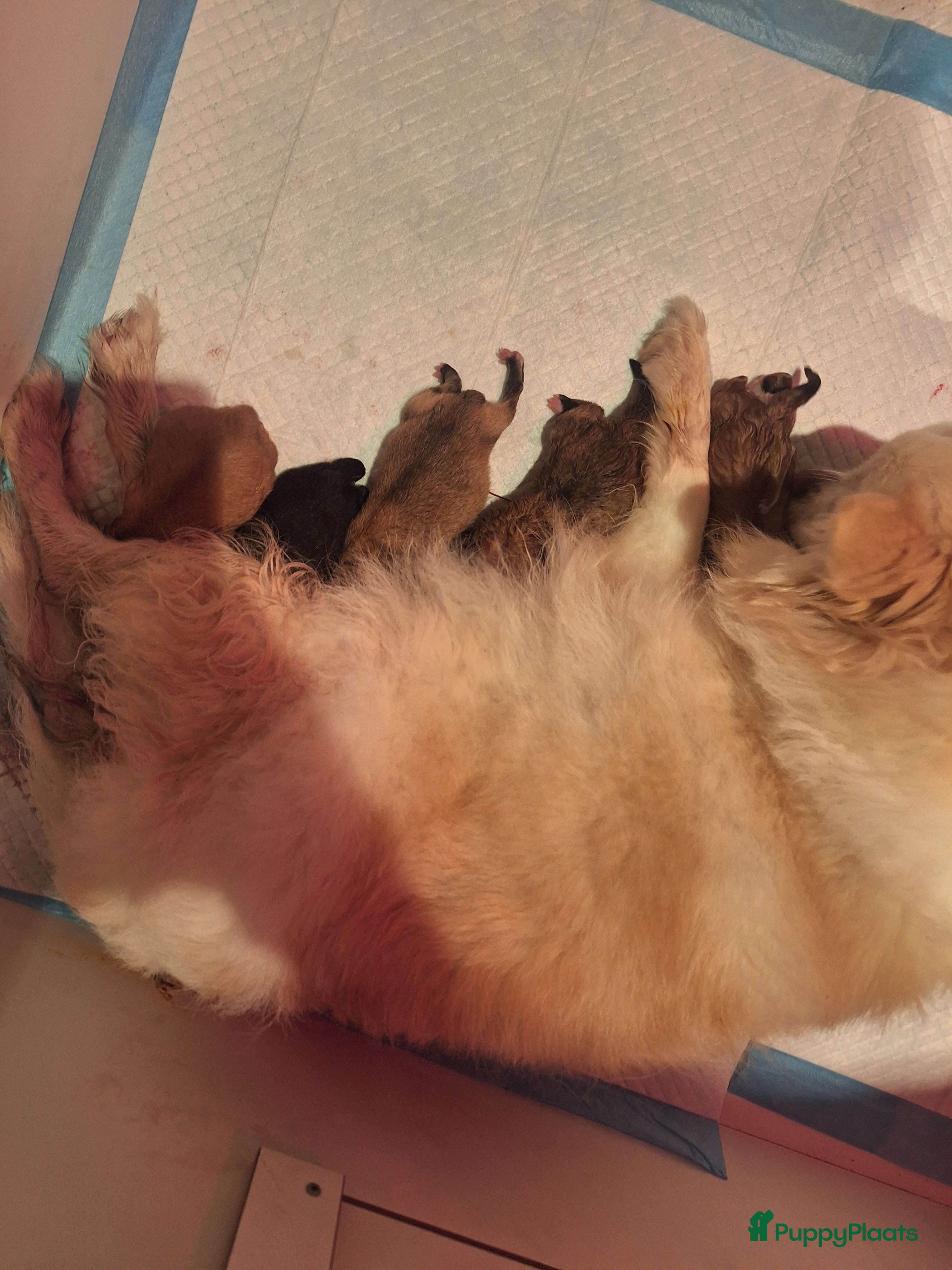 Pomeriaan honden 5 pomeriaan puppy's  - Advertentie 2