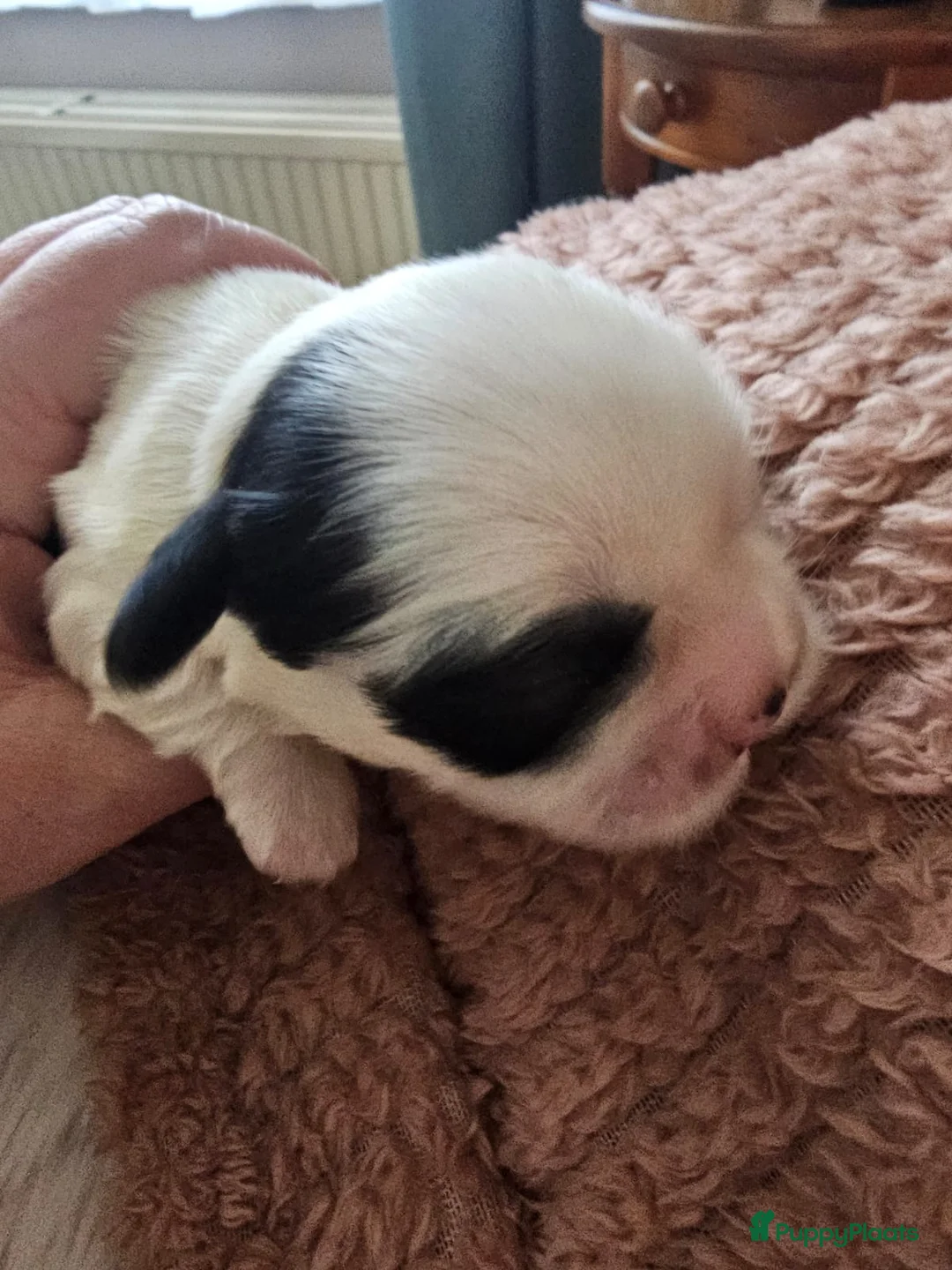 Kruising honden te koop: Boomer pups - Advertentie 9