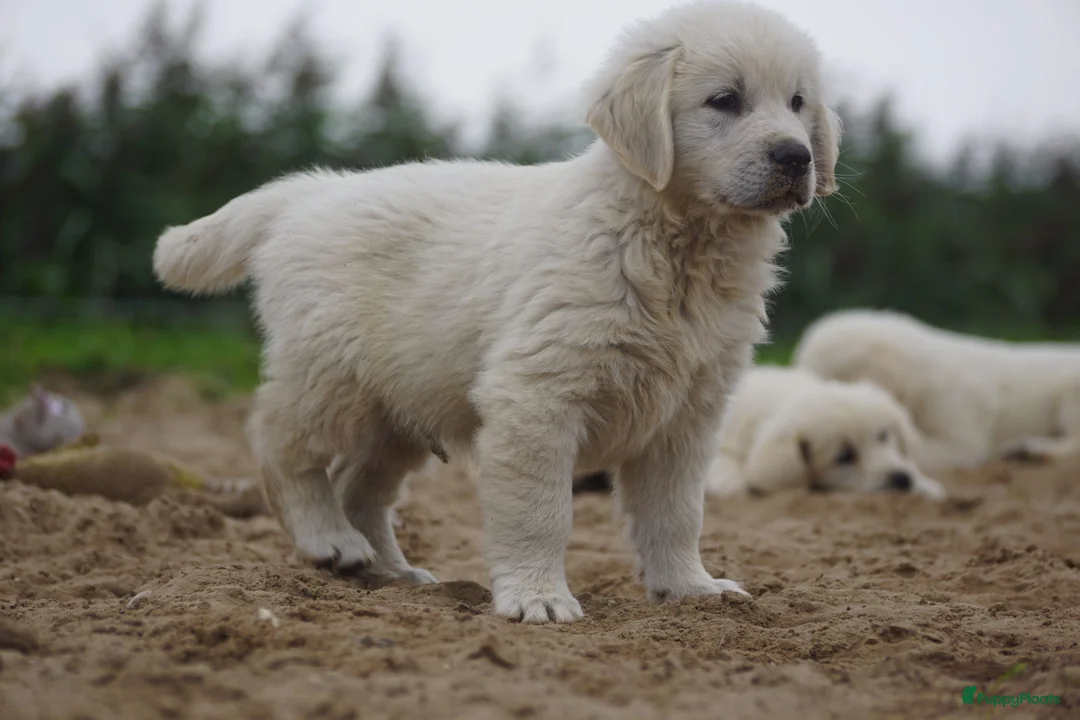 Golden Retriever honden te koop: Golden Retriever Pups met Stamboom. - Advertentie 2