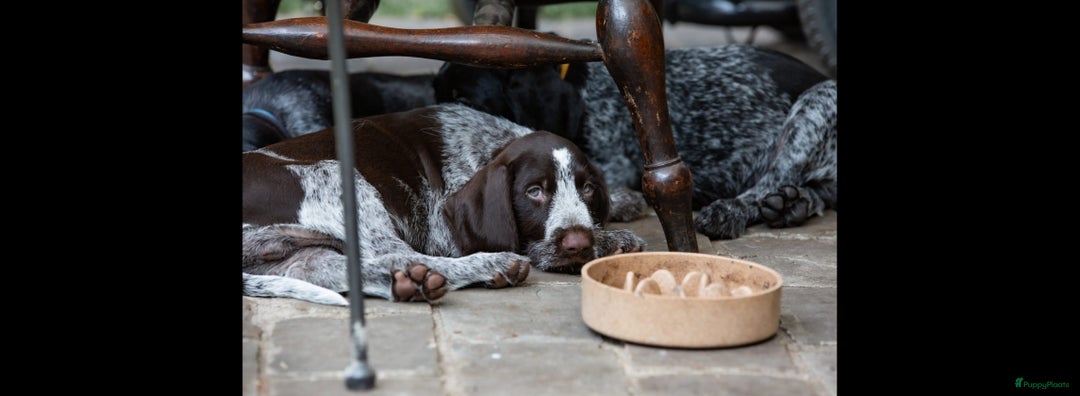 Duitse Staande Hond Draadhaar honden te koop: Duitse staande ruwhaar/draadhaar  - Afbeelding 4