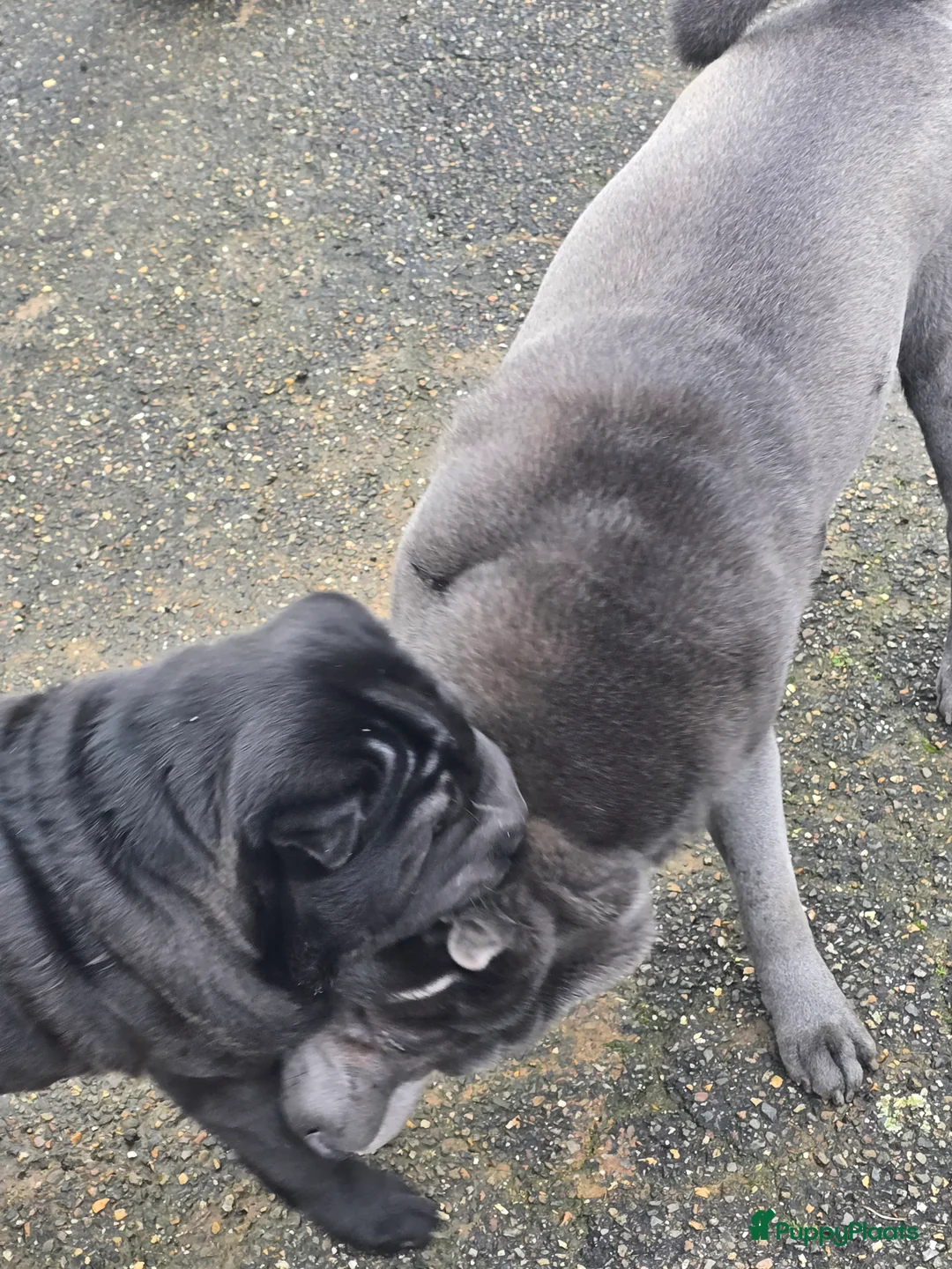 Shar Pei honden te koop:   Nog 2 mooie  sharpei    - Advertentie 9