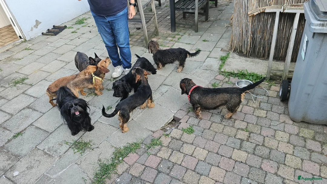 Kruising honden te koop: Ruwharige Teckel  - Advertentie 1