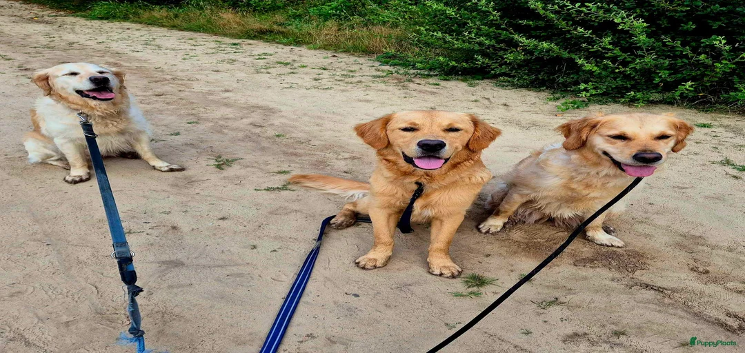 Galerij afbeelding {{count}}