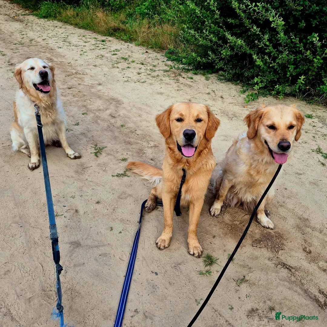 Galerij afbeelding {{count}}