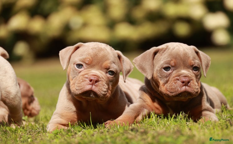 Old English Bulldog honden - Advertentie 2