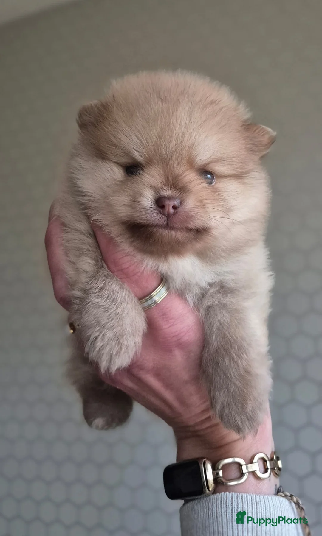 Kruising honden te koop: 3 reutjes - Advertentie 37