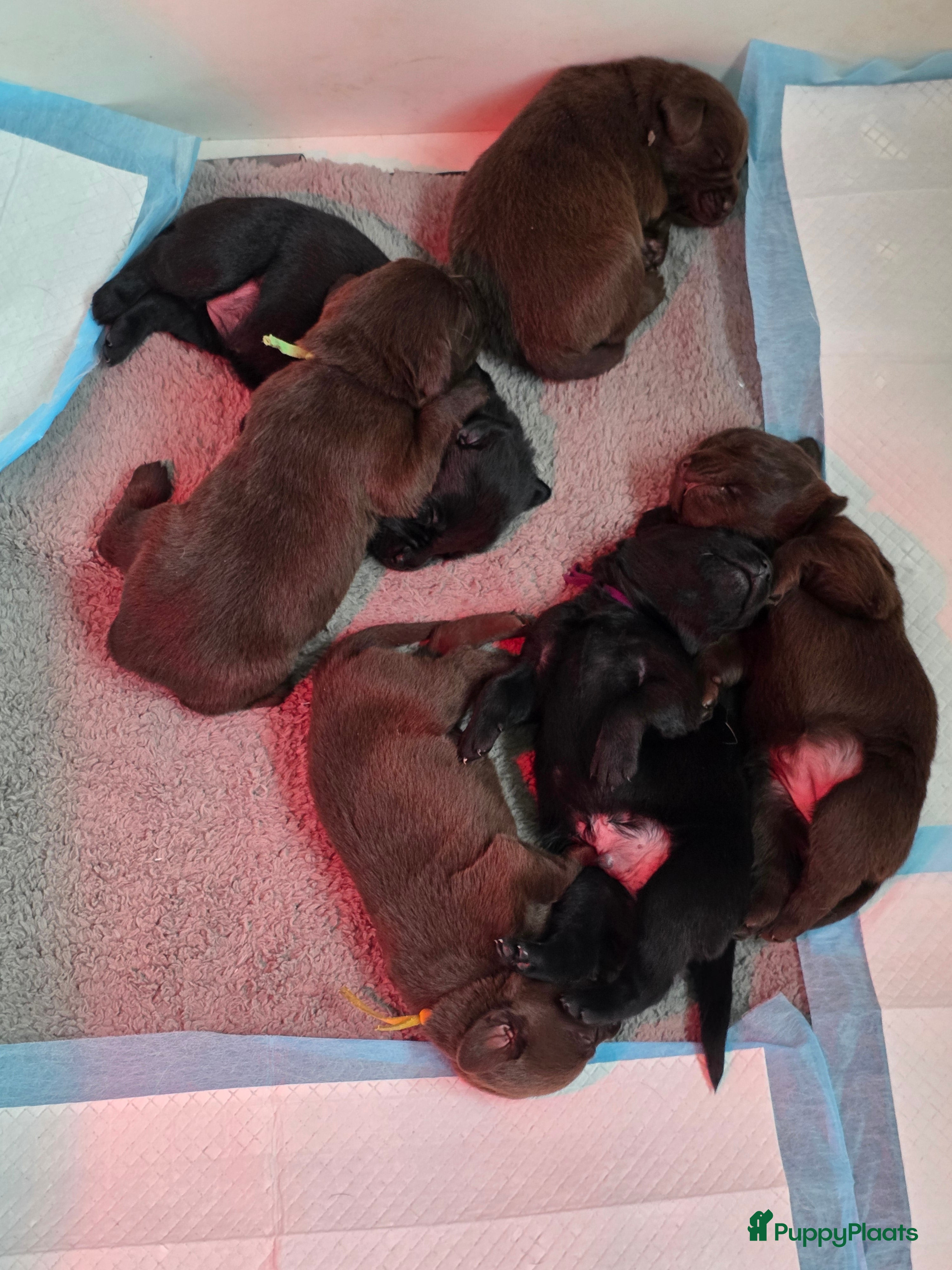 Labrador Retriever honden 6 mooie en lieve labradorpups(Nog 2 bechikbaar) - Advertentie 2