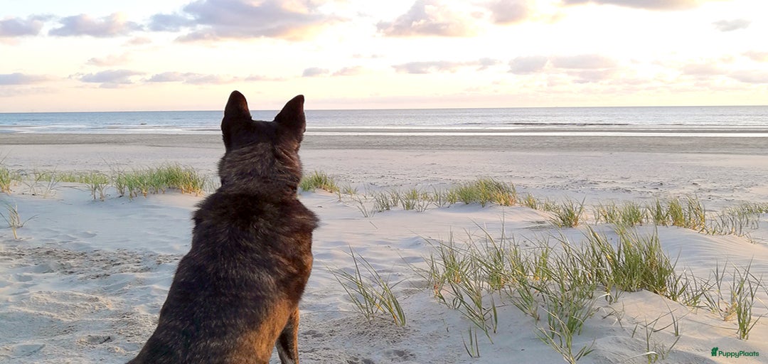 Galerij afbeelding {{count}}