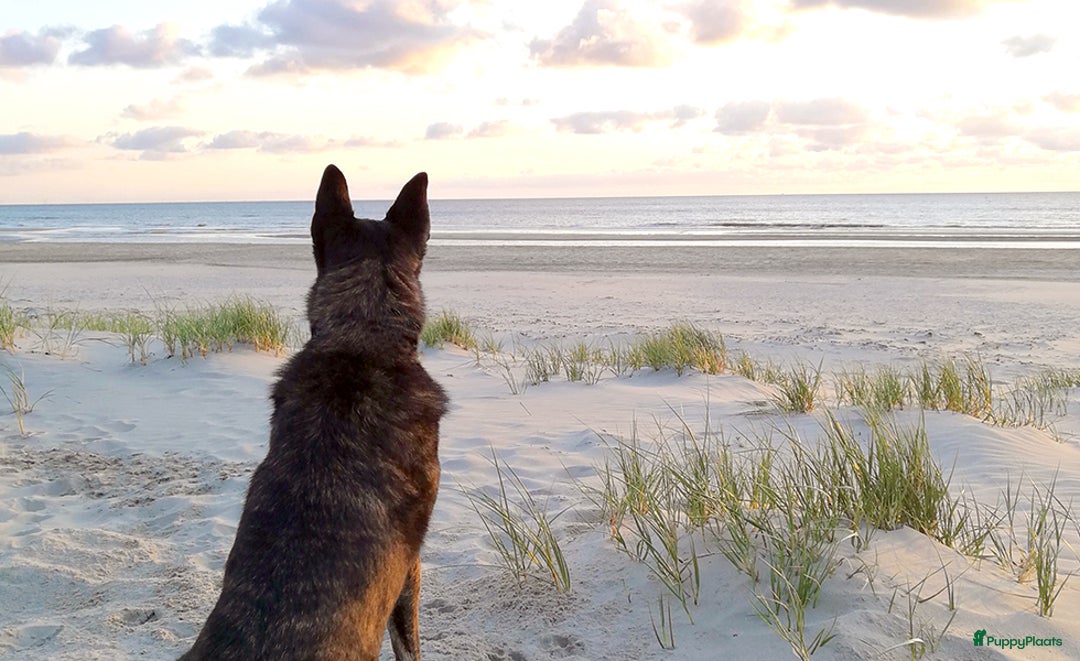 Galerij afbeelding {{count}}