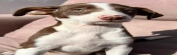 Kruising honden ter adoptie: Abba een meisje zoekt een vriendje voor het leven  - Advertentie 6