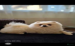 Pomeriaan honden ter dekking: Pomeriaan Dekreu Thomas (niet te koop) - Advertentie 3