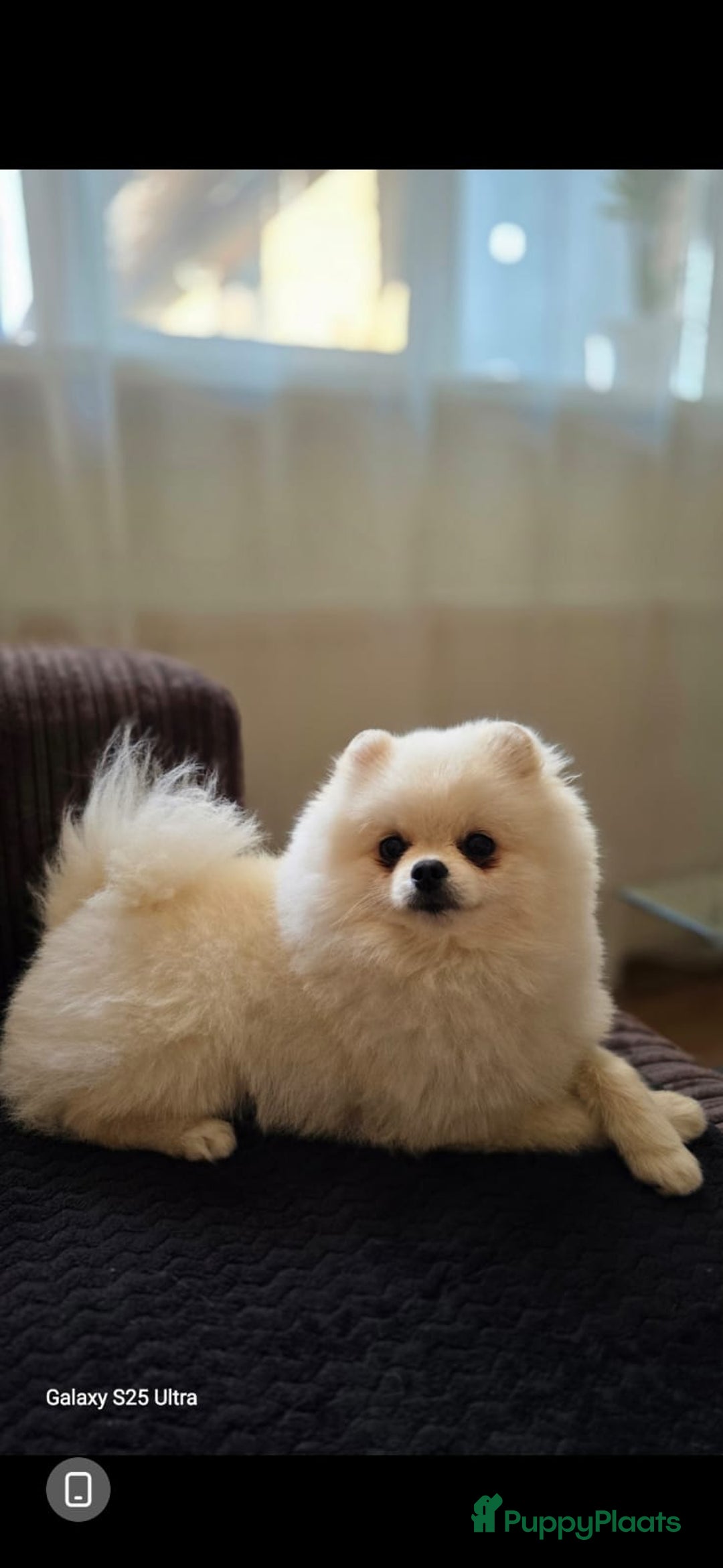 Pomeriaan honden ter dekking: Pomeriaan Dekreu Thomas (niet te koop) - Advertentie 3