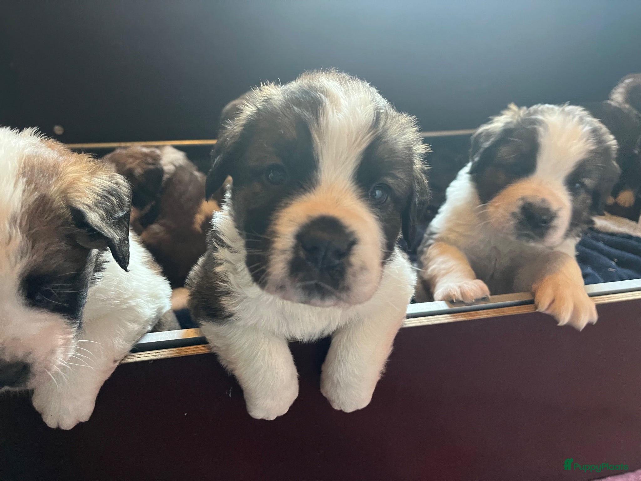 Kruising honden Mooie kruising Bernersenner X Sint Bernard pups - Advertentie 5