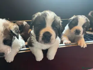 Kruising honden Mooie kruising Bernersenner X Sint Bernard pups - Advertentie 5