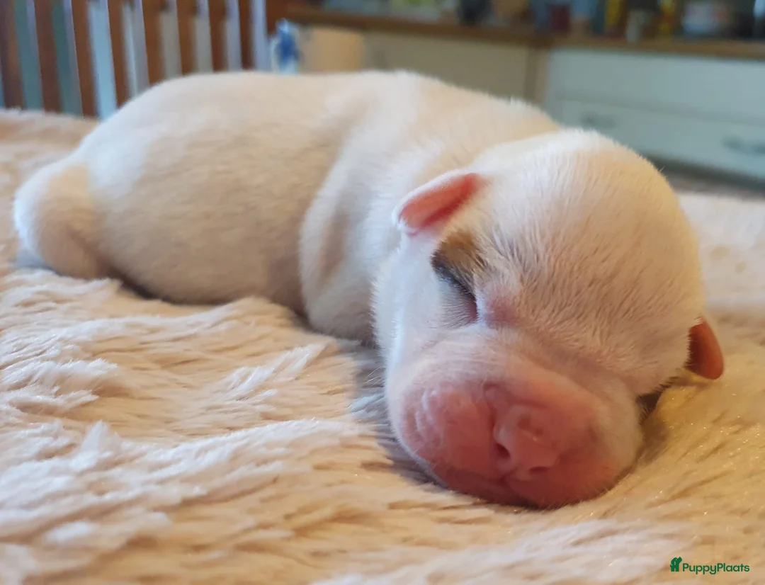 Amerikaanse Bulldog honden te koop: Prachtige Amerikaanse bulldog pups met stamboom - Advertentie 7
