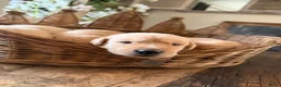 Goldador honden te koop: Goldador pups - Advertentie 3