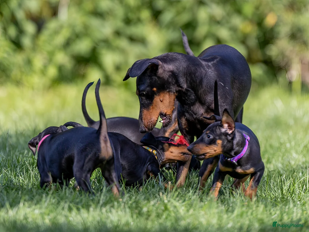 Galerij afbeelding {{count}}