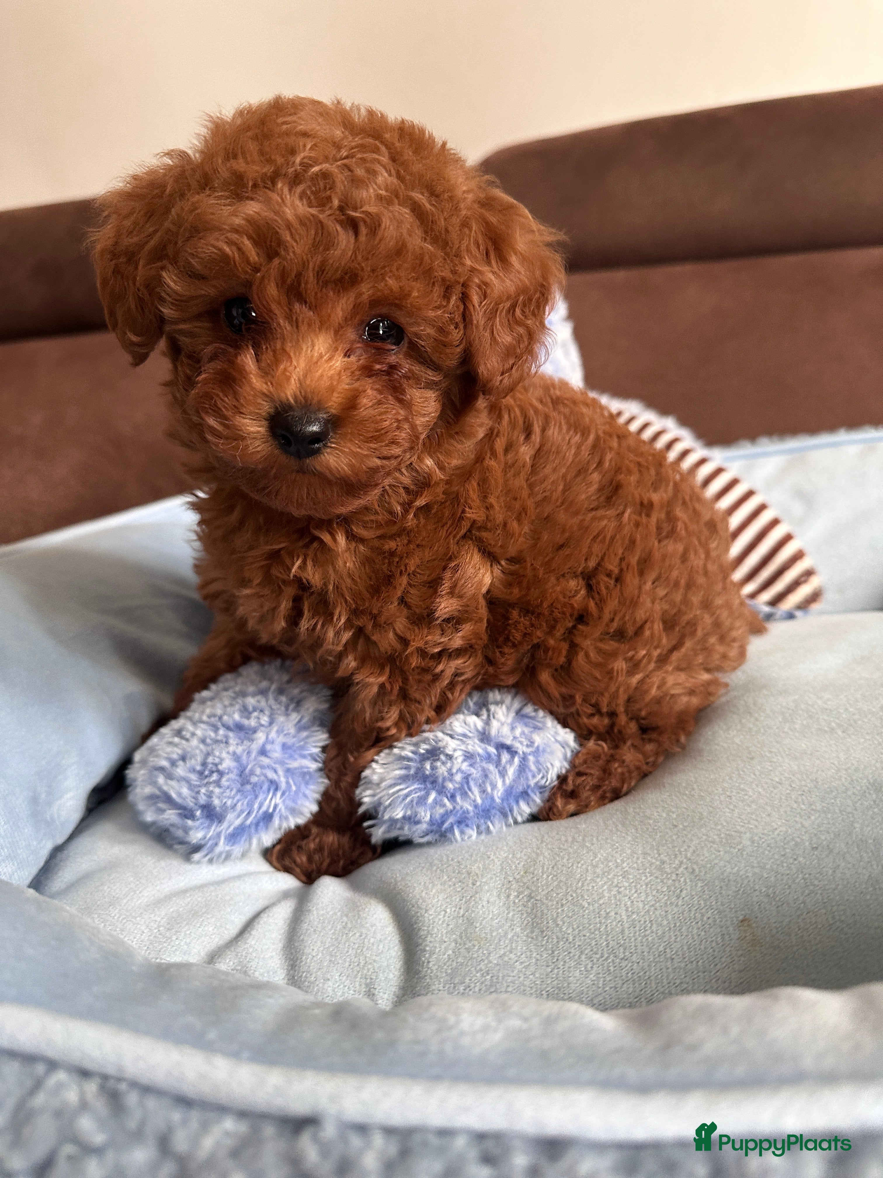 Poedel Toy honden Toypoedel puppy’s – liefdevolle gezinnen gezocht - Advertentie 1