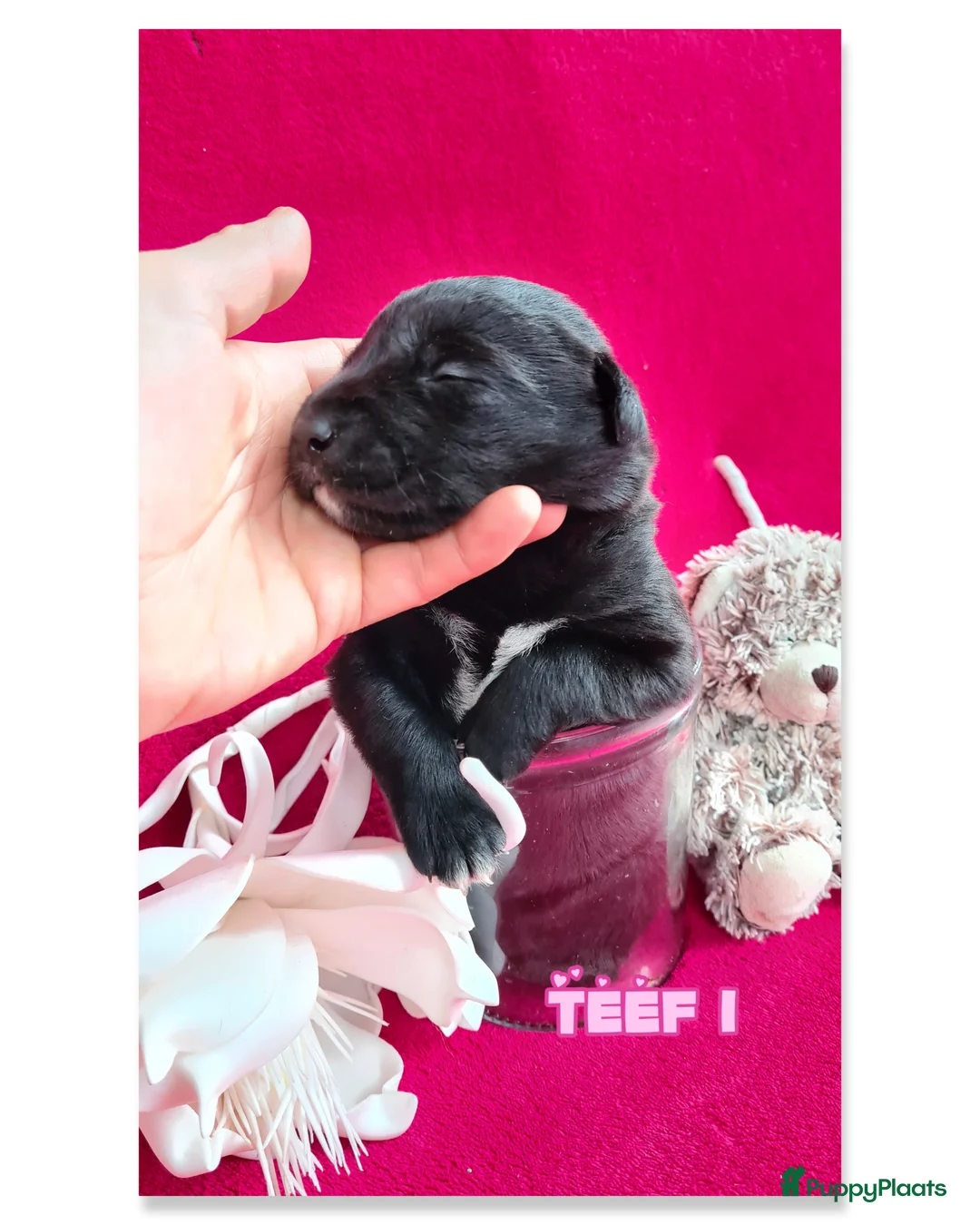 Kruising honden te koop: Prachtige F1 Borador pups van Stamboom ouders - Advertentie 12