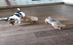 Kruising honden te koop: Jack Russell terriër kruising met pomeriaan reu in Eemnes - Afbeelding 1