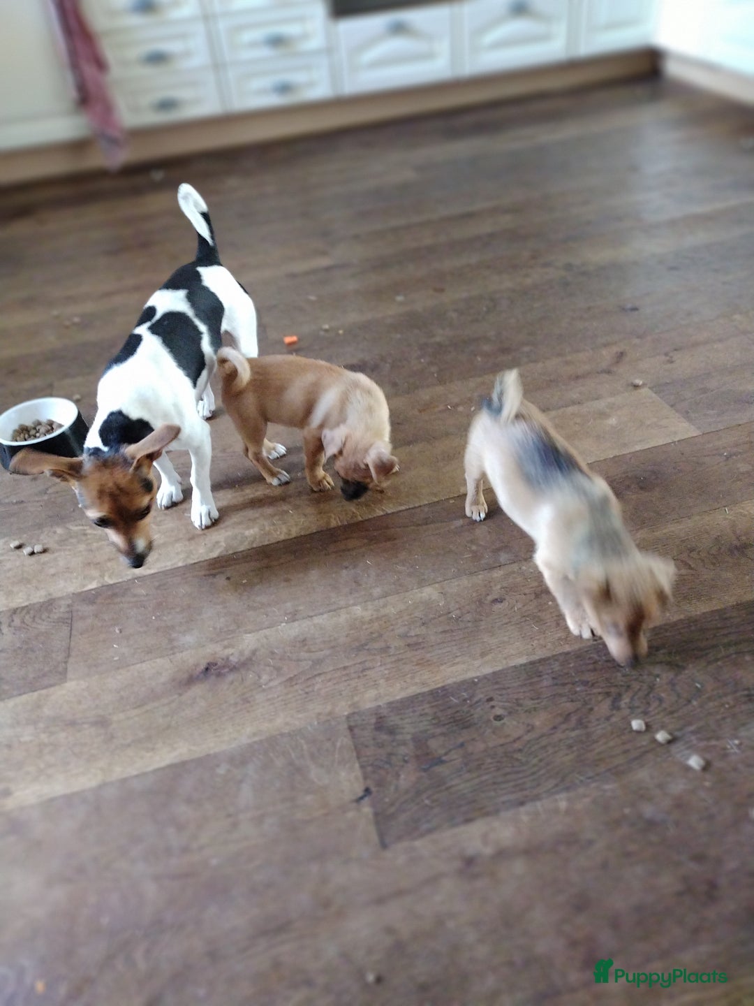 Kruising honden te koop: Jack Russell terriër kruising met pomeriaan reu in Eemnes - Afbeelding 1