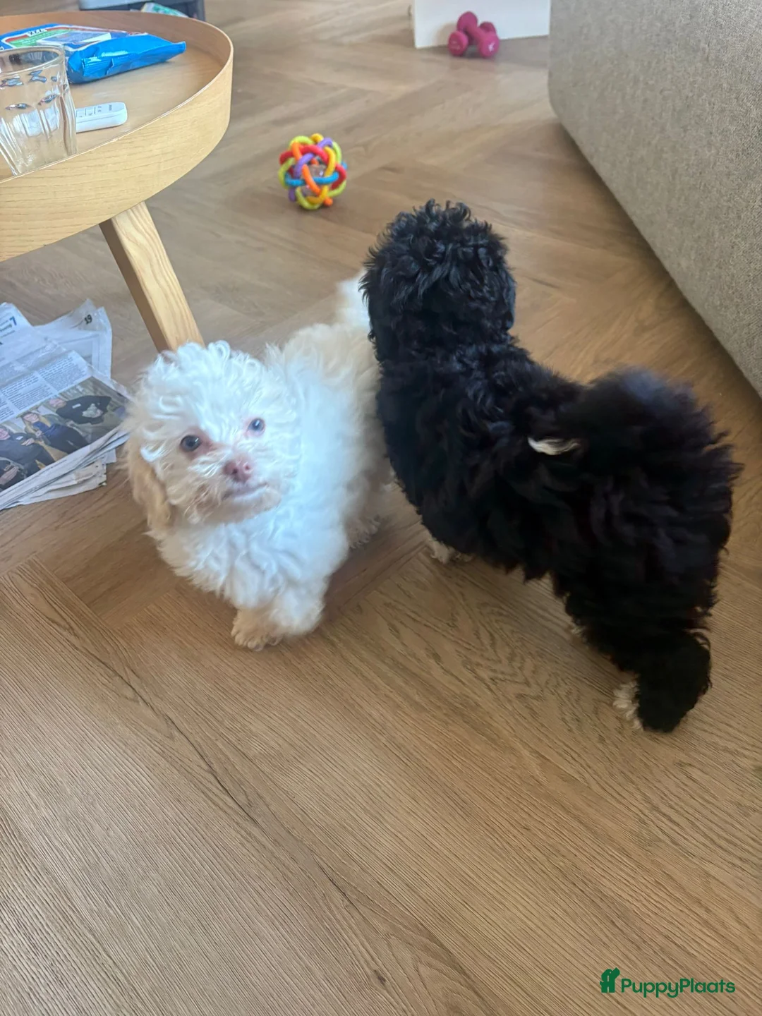 Poedel Toy honden te koop: Toypoedel zusjes toy poedel - Advertentie 3