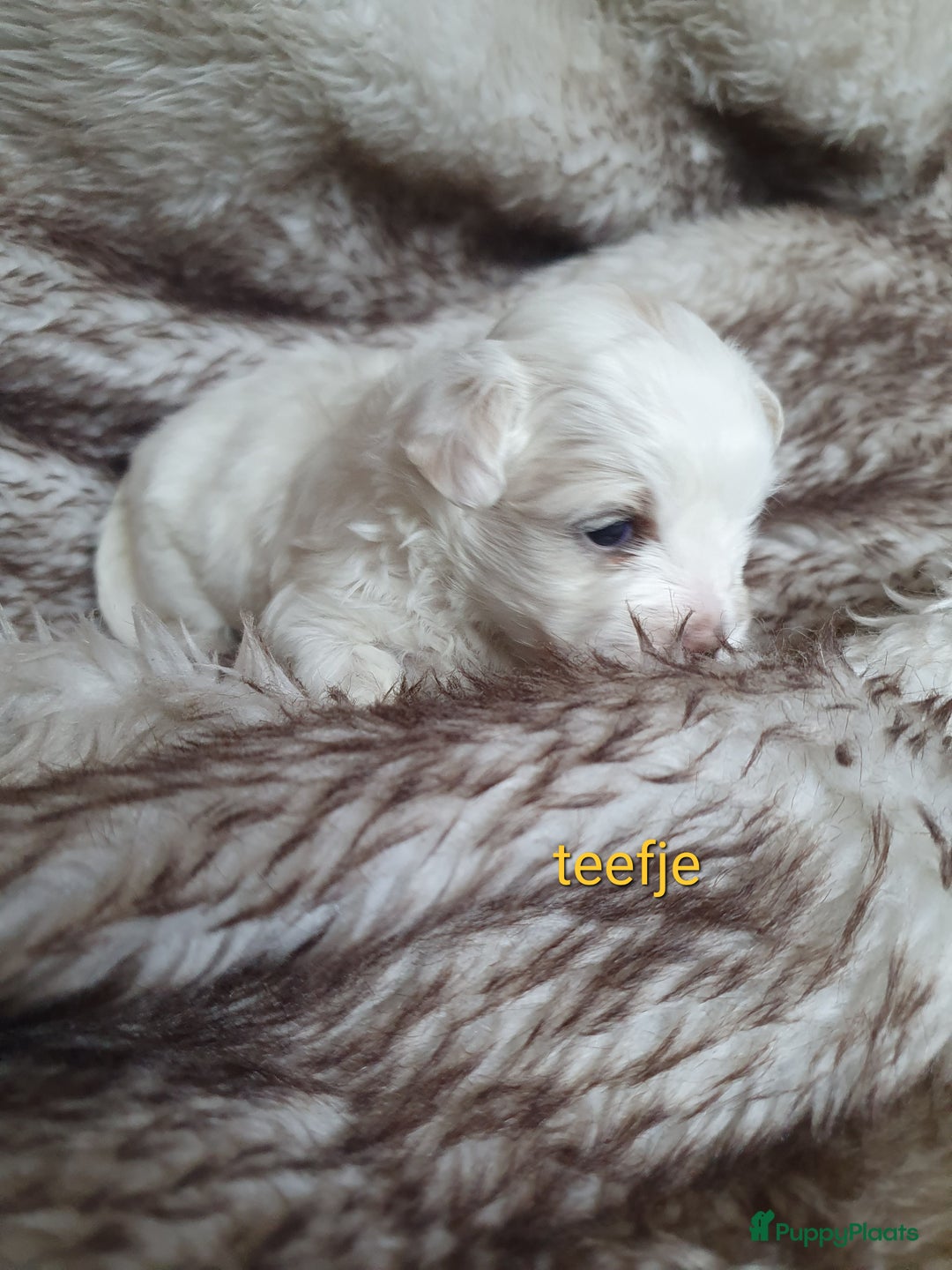 Maltipoo honden te koop: Maltipoo - Advertentie 5