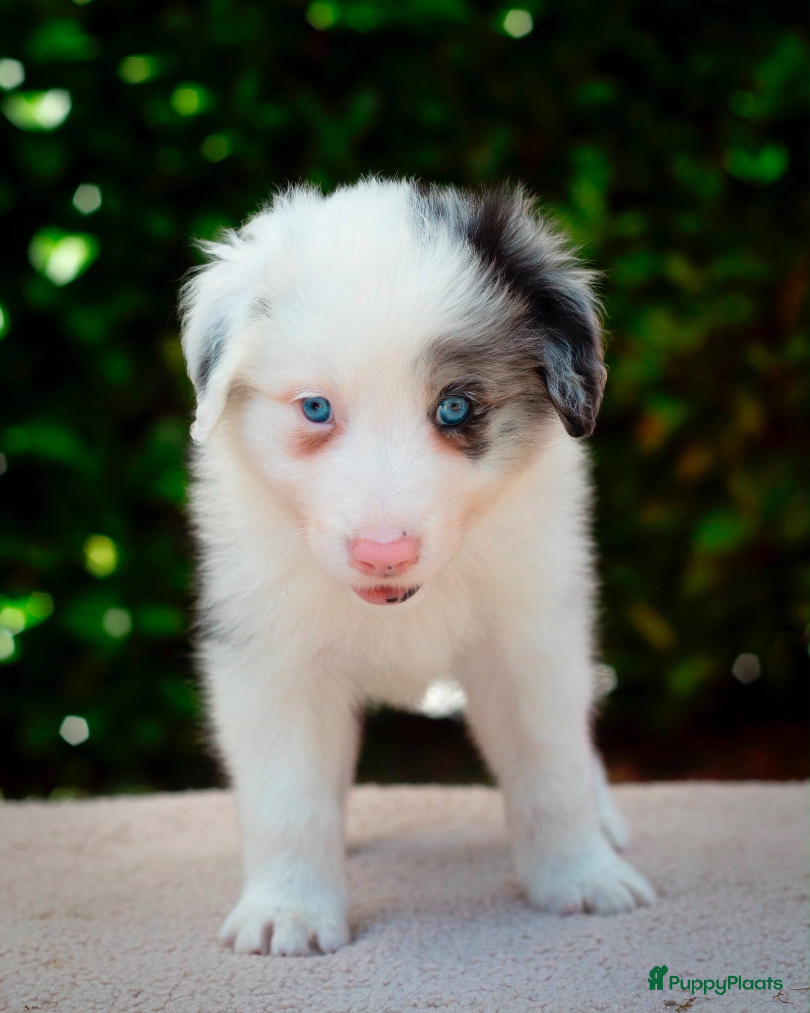 Border Collie honden FCI stamboom Bordercollie pups te koop 🩷🩵🩵🩵 - Advertentie 1