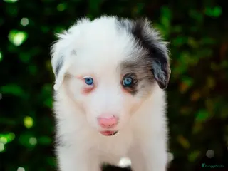 Border Collie honden FCI stamboom Bordercollie pups te koop 🩷🩵🩵🩵 - Advertentie 9