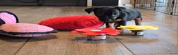 Jack Russel Terriër honden te koop: Met filmpjes! 3 Prachtige Jack Russell puppy's 🐶 - Advertentie 2