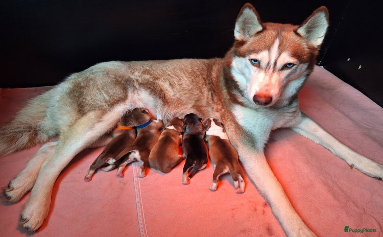 Pomsky honden Pomsky pups  - Advertentie 1